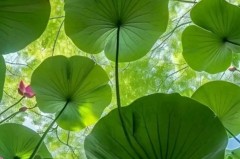 伯恩利迎战利物浦：升班马锋霸挑战英超卫冕冠军